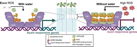 N-glucosylation of indole-3-acetyl amino acids modulates auxin ... - muktibox.com