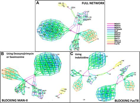 N-Glycosylation Network Construction and Analysis to Modify …