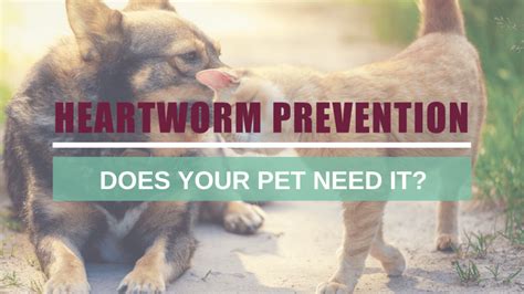N.E. dogs need heartworm prevention, too