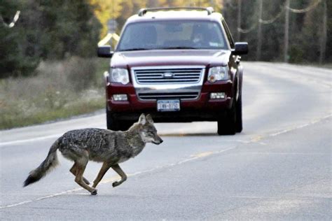 N.S. park officers kill coyote that chased bike, search for another that bit rider