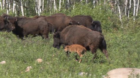 N.W.T. confirms anthrax outbreak in Slave River Lowlands bison