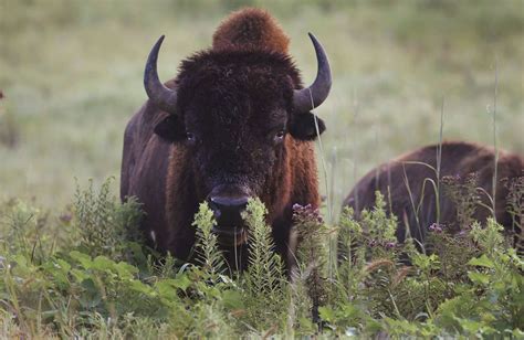 N.W.T. reports suspected anthrax outbreak in Slave River Lowlands bison