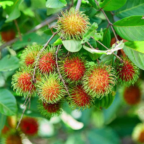 N18 Rambutan Fruit Plant: A to Z Guide - raincitystudios.com