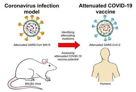 NAC for Attenuation of COVID-19 Symptomatology - Full Text …