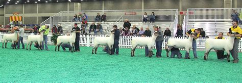 NAILE 2024 Banner Sheep Magazine - Photos