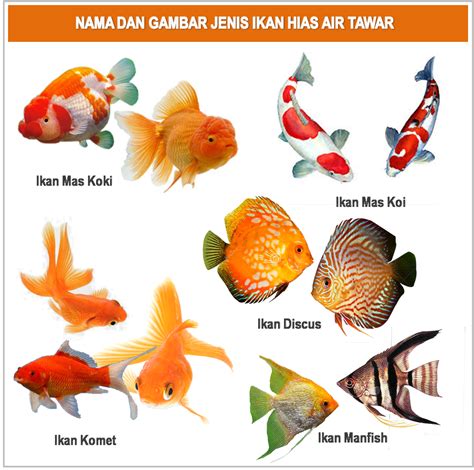Nama Latin Ikan Air Tawar dan Hias | PDF - Scribd - raincitystudios.com