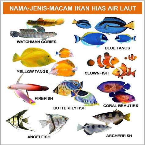 Nama Latin Ikan dan Hewan Laut - raincitystudios.com