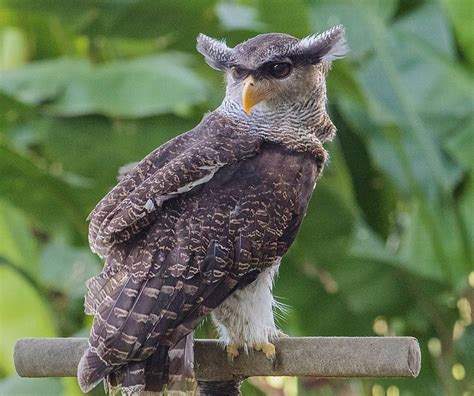 Nama Nama Burung Hantu - wintechmobiles.com