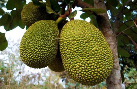 Nangka Kandel | PDF - Scribd - raincitystudios.com