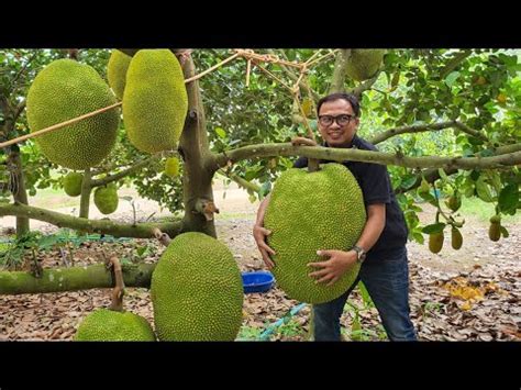 Nangka Thong Ploy. | durian traveler indonesia - raincitystudios.com