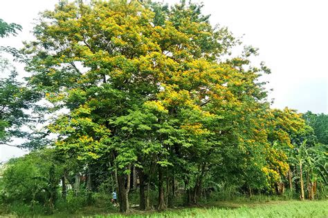 Narra (Pterocarpus indicus) - Matic Hub - raincitystudios.com