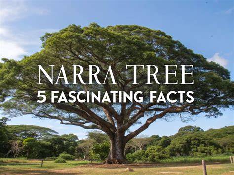 Narra - The Philippine National Tree - raincitystudios.com