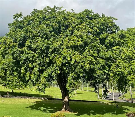 Narra Tree or Pterocarpus indicus - Philippine Trees - raincitystudios.com