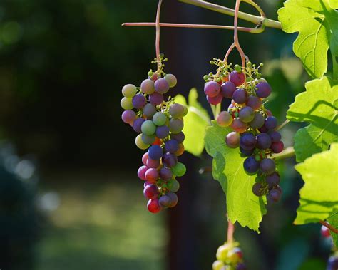NASA technology can spot wine grape disease from the sky. The world’s food supply could benefit