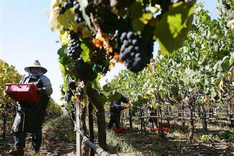 NASA uses airborne imagery to identify diseased California grape crops