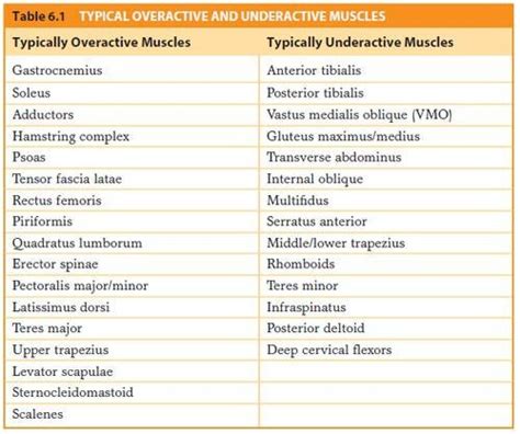NASM over and under active Muscles r/NASMstudy