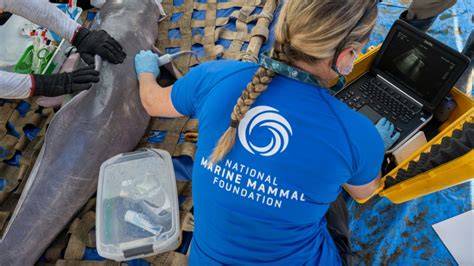 National Marine Mammal Foundation - raincitystudios.com