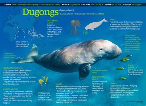 National Plan of Action Conservation of Dugong And Its Habitat ... - raincitystudios.com