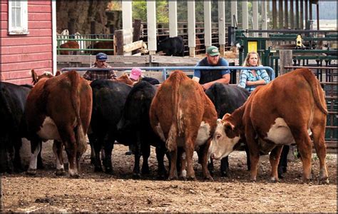 NATIONALLY RECOGNIZED: Hagen Cattle and Hay …