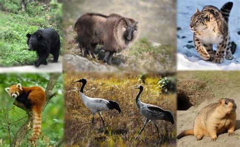 Native Animals of the Himalayas - AnimalWised - muktibox.com