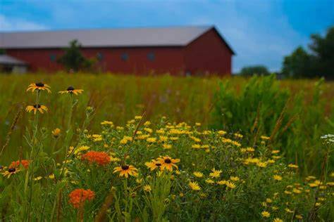 Native Landscape Management | Prairie Restorations | MN Native Plants - raincitystudios.com