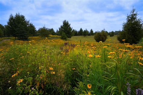 Native Landscape Restoration | Prairie Restorations Inc. | MN Native Plants - raincitystudios.com
