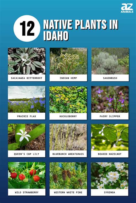 Native Plant Resources | Idaho Native Plant Society - raincitystudios.com