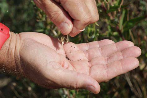 NATIVE PLANT SEED COLLECTION AND … - raincitystudios.com