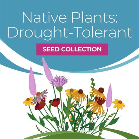 Native Plant Seed Collection - Wild Ones Twin Cities Chapter - raincitystudios.com