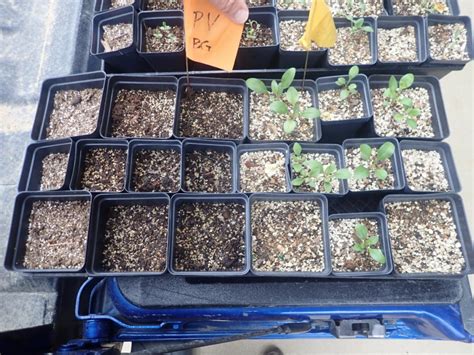 NATIVE PLANT SEED COLLECTION TIPS - Wild Ones Twin Cities … - raincitystudios.com