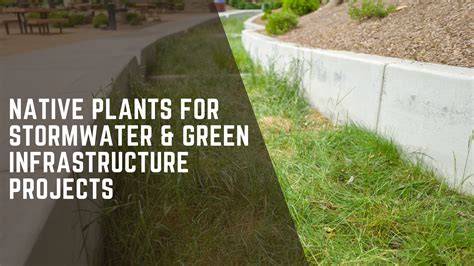 Native Plants for Stormwater Projects - raincitystudios.com