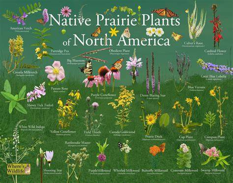 Native Prairie Reconstruction - raincitystudios.com