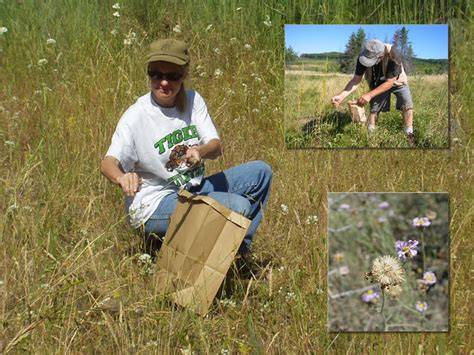 Native Seed Collecting - Blooms to Bees - raincitystudios.com