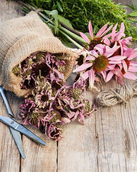 Native Seed Hand Harvest Guidelines - SDSU Extension - raincitystudios.com