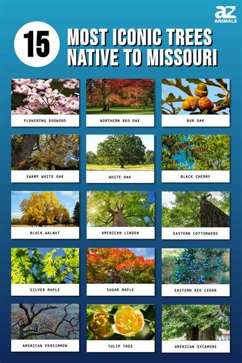 Native Trees for Missouri Landscapes - Missouri … - raincitystudios.com