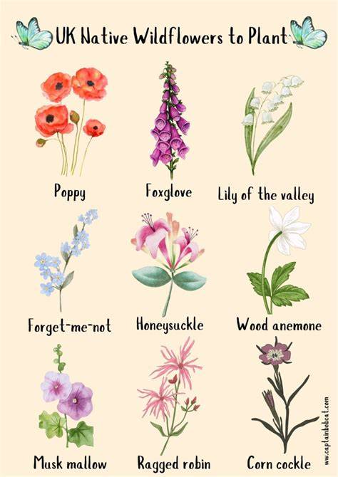 Native Wildflowers of the UK - raincitystudios.com