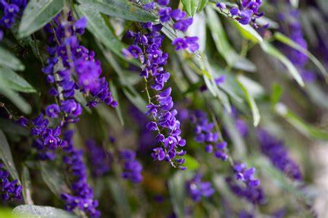 Native Wisteria - Australian Wildflower Seeds - raincitystudios.com