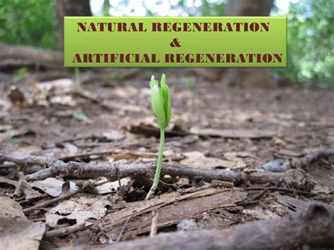 Natural and Artificial Regeneration of Forests - Synopsis IAS - raincitystudios.com