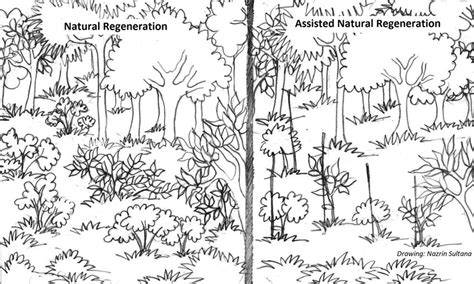 Natural and Assisted Natural Regeneration | Tropical … - raincitystudios.com
