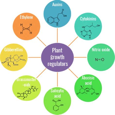 Natural and Synthetic Growth Regulators and Their Use in ... - Springer - raincitystudios.com