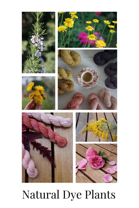 Natural Dye Plants: An Overview - Rosemary … - raincitystudios.com