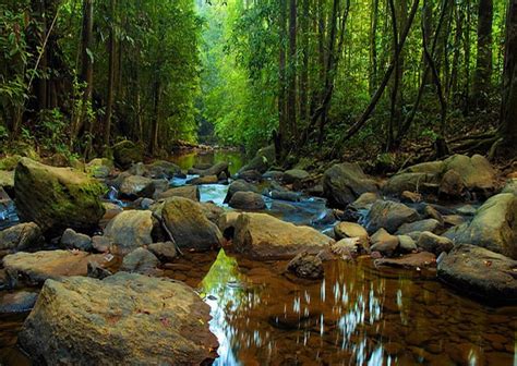 Natural forests in Sri Lanka - wintechmobiles.com
