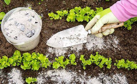 Natural Garden Fertilizers: The Ultimate Guide - raincitystudios.com