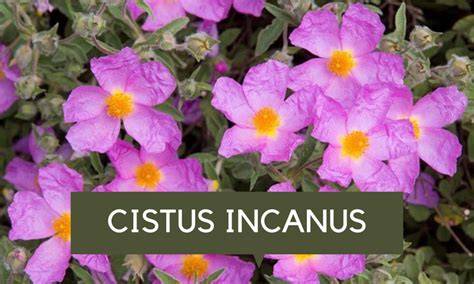 Natural Insect Repellent Plants: Try Cistus incanus - raincitystudios.com