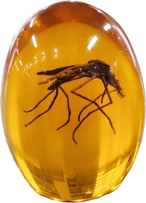 Natural Jurassic Spider Insect Amber | Rare Prehistoric Fossil ... - Etsy - muktibox.com