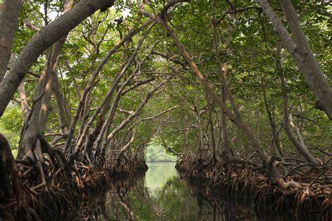 Natural Mangrove Habitat royalty-free images - Shutterstock - raincitystudios.com