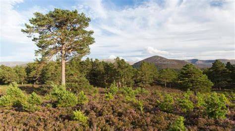 Natural Regeneration: Expanding Tree Cover - raincitystudios.com