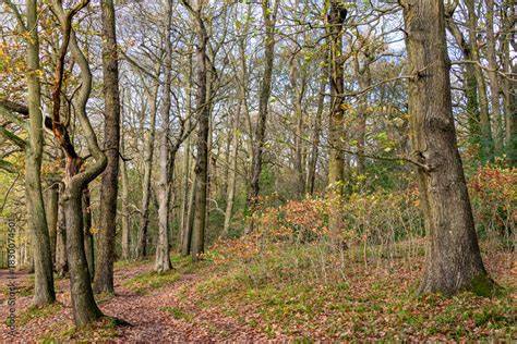 Natural Regeneration in Woodland Management - EOLSS - raincitystudios.com