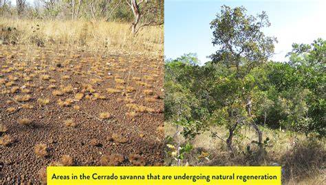 Natural Regeneration - an overview | ScienceDirect Topics - raincitystudios.com