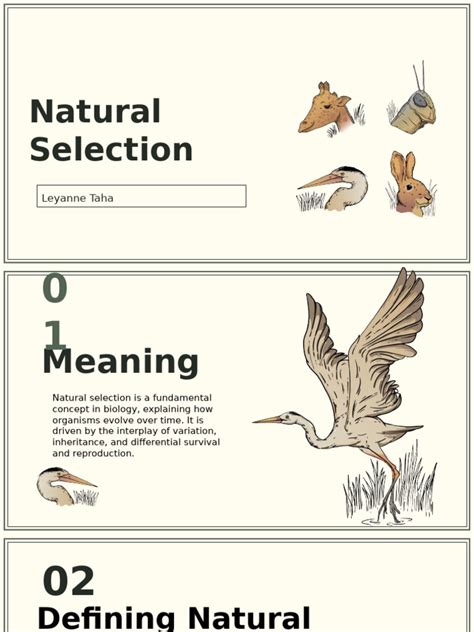Natural selection: The basics - Understanding Evolution - muktibox.com